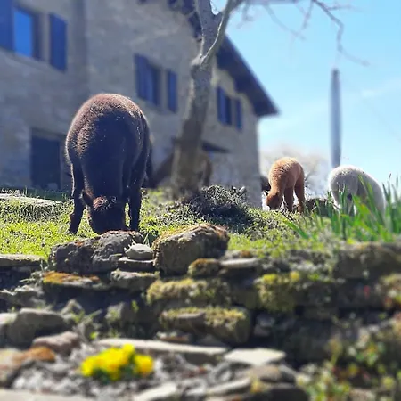 Alpaca Mundi Farm Pianello (Marche)