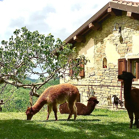 Alpaca Mundi Farm * Pianello (Marche)